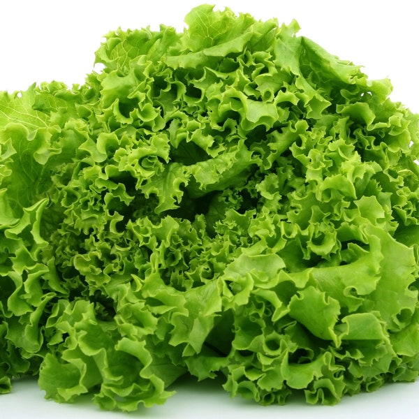 Heirloom Green Ice Lettuce Seeds - Lactuca sativa  - B296