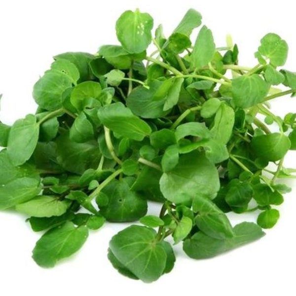 True Watercress Seeds - Nasturtium officinale - B345