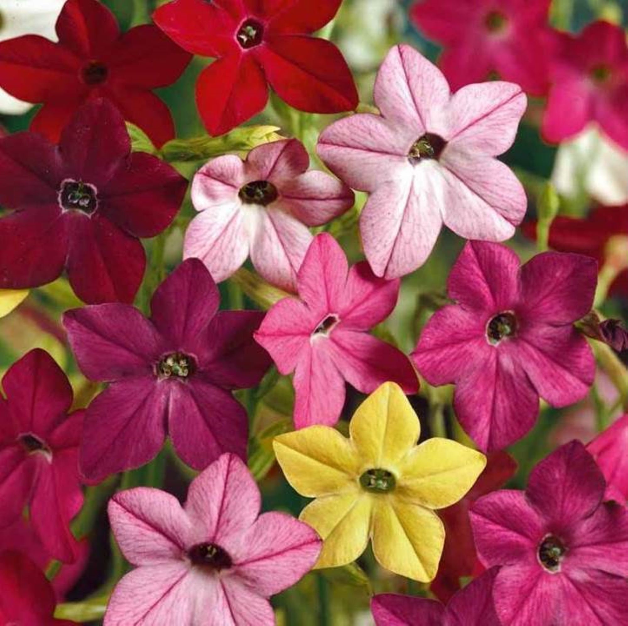 Free Shipping Grow Your Own Open Pollinated Flower Seeds Nicotiana alata Non GMO Jasmine Flowering Tobacco Naturally Grown Free Shipping Grow Your Own Open Pollinated Flower Seeds Nicotiana alata Non GMO Jasmine Flowering Tobacco Naturally Grown