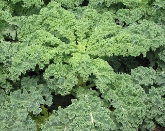 Heirloom Dwarf Siberian Kale Seeds - Brassica oleracea var. acephala - B43