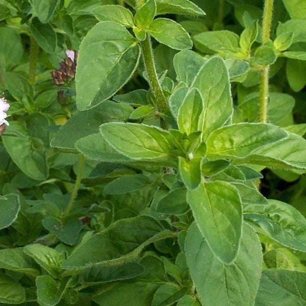 Oregano Vulgare Herb Seeds - Origanum vulgare - B193