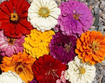 California Giant Zinnia Flower Mix - 100 Seeds, 1 gram - Buy 2 get 1 Free - B27