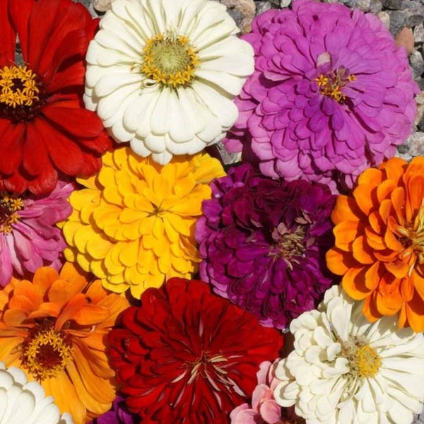 California Giant Zinnia Flower Mix - 100 Seeds, 1 gram - Buy 2 get 1 Free - B27