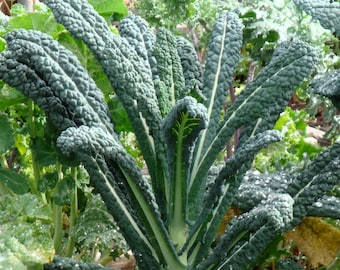 Semillas de Lacinato Kale - Brassica oleracea var. palmifolia - B291