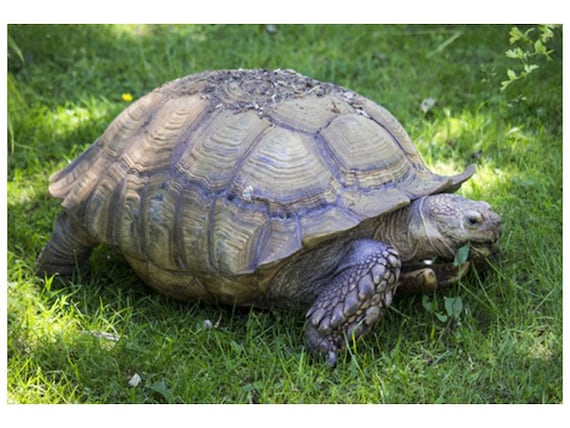 african tortoise size