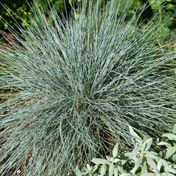 Blue Fescue Ornamental Grass Seeds - Festuca glauca - B327