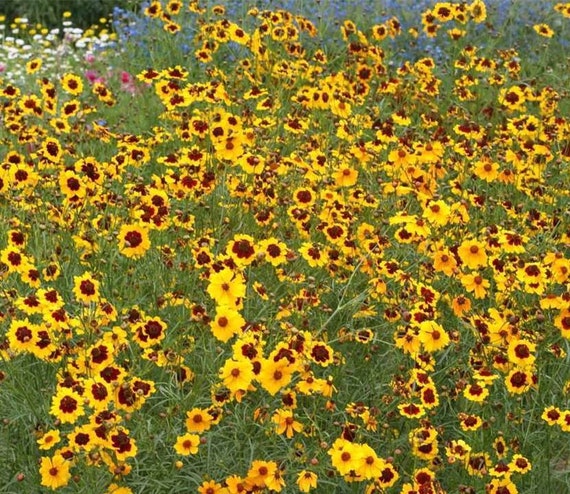 Bright yellow blooms with red centers. Coreopsis,Plains Tall flower seeds 