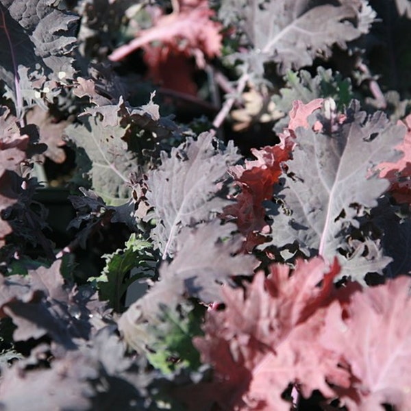 Heirloom Red Russian Kale Seeds - Brassica napus var. pabularia - B330