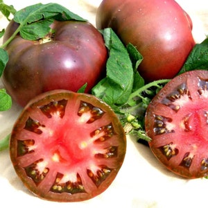 Heirloom Cherokee Purple Tomato Seeds - Solanum lycopersicum - B351