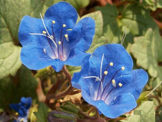 Как выглядит голубой цветок California Bluebell Seeds Many Packet Sizes 305 Etsy