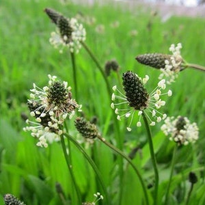 Plantago Plantain Seeds - Plantago lanceolata - B268