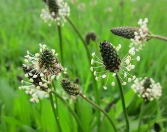 Plantago Plantain Seeds - Plantago lanceolata - B268