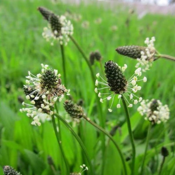 Plantago Plantain Seeds - Plantago lanceolata - B268