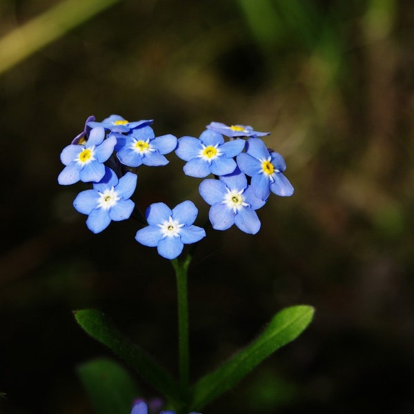 Forget-Me-Not Seeds - Myosotis sylvatica - B254