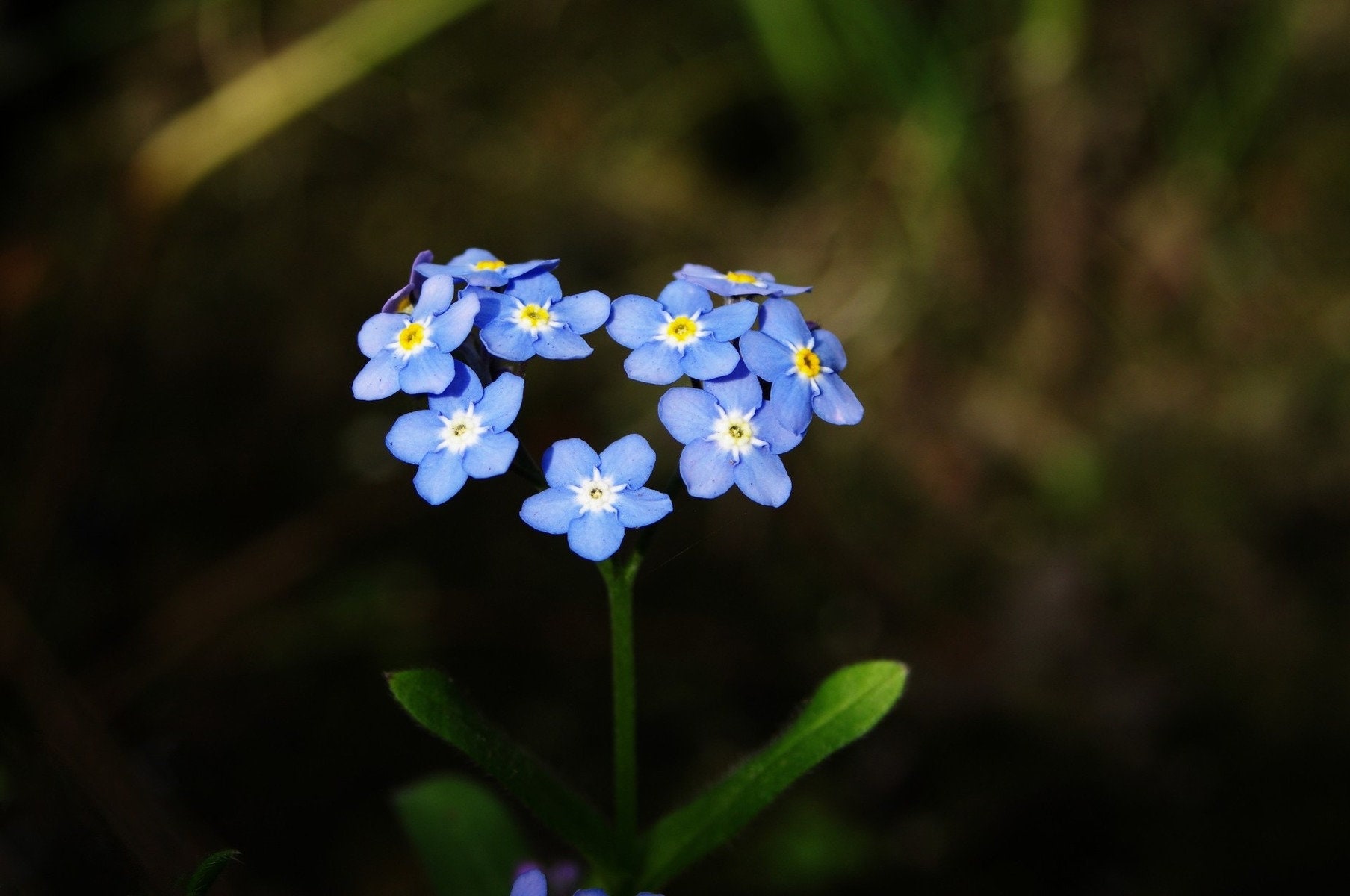 Forget Me Not Seeds Spilled Seed Stock Photo 1362026297