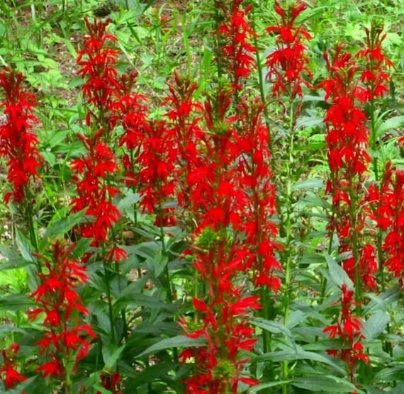 Fruit & Vegetables Plants Cardinal Flower 50 Seeds Cardinal Flower
