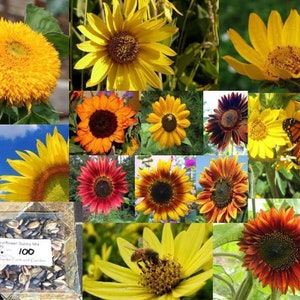 Sunny Sunflower Seed Mix - 30 seeds, 2 grams - Buy 2 Get 1 Order Free - ST11