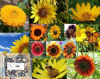 Heirloom Sunny Sunflower Seed Mix - 30 seeds, 2 grams - Buy 2 Get 1 Order Free - ST11
