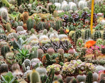 Cactus Garden Seed Mix - B318