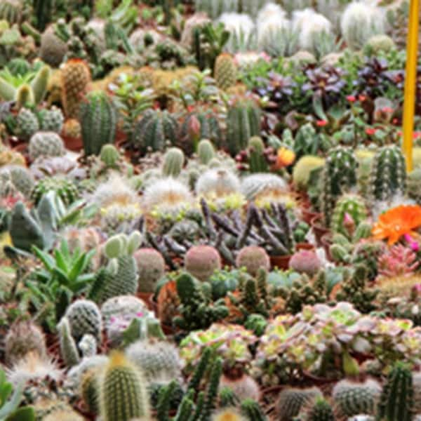 Cactus Garden Seed Mix - B318