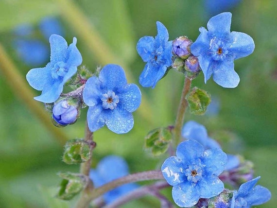 seltene Gartenpflanze 2018 10 Samen tasche Mitternachtsblau Rose Blumensamen 