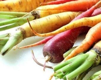 Heirloom Rainbow Carrot Seeds - 60 seeds, 1/10 gram - Buy 2 Get 1 Order Free - B258