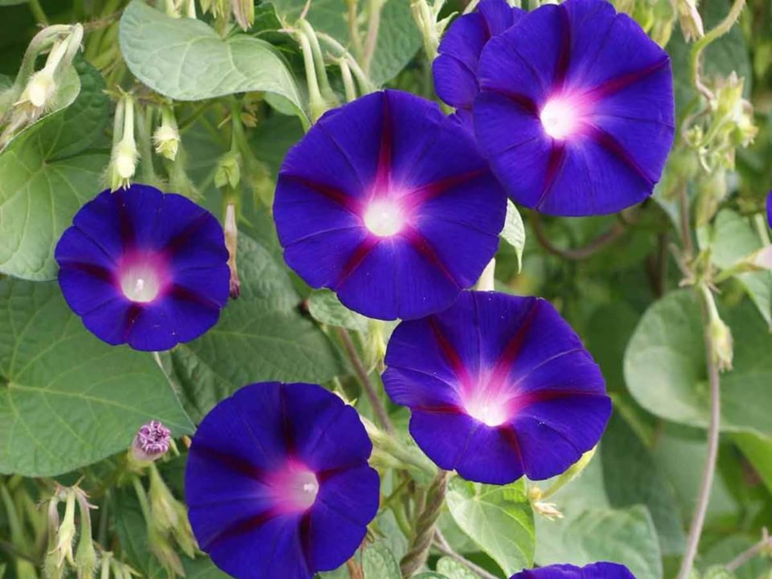 Morning Glory Grandpa Ott Seeds Amazing Purple Flower Vine