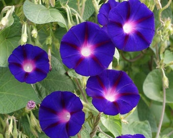 Morning Glory Grandpa Ott Flowering Vine Seeds - Ipomoea purpurea - B178