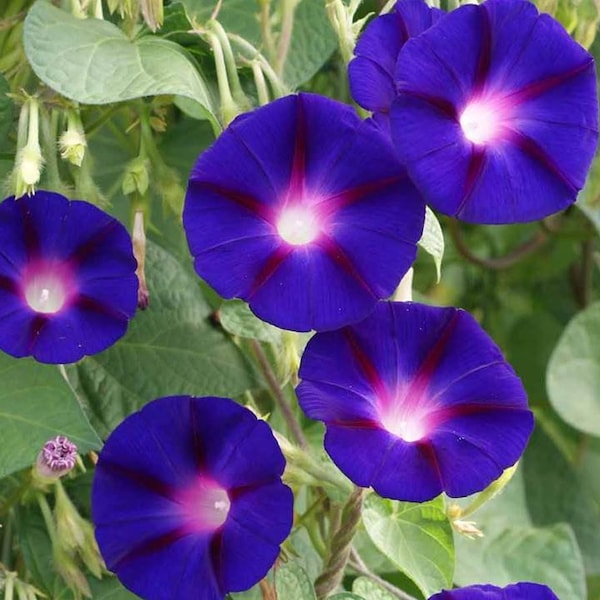 Morning Glory Grandpa Ott Flowering Vine Seeds - Ipomoea purpurea - B178