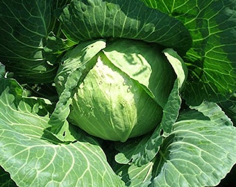 Heirloom Golden Acre Cabbage Seeds - Brassica olearacea var. capitata - B161