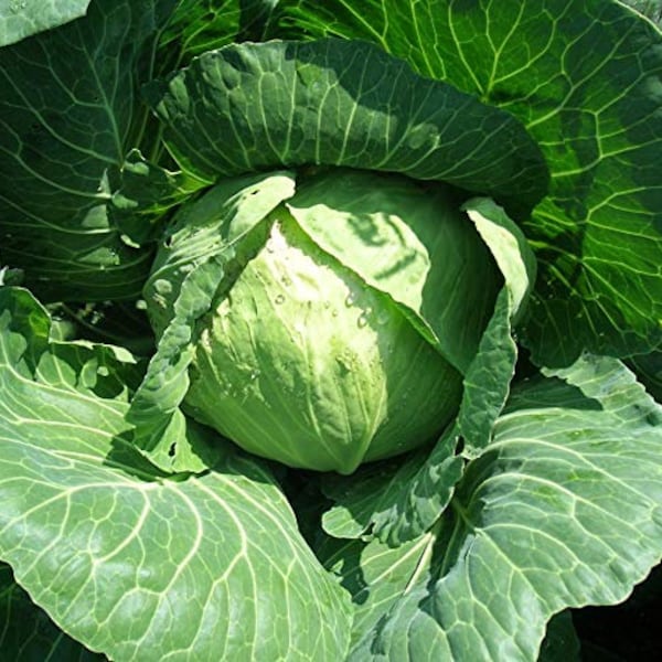 Heirloom Golden Acre Cabbage Seeds - Brassica olearacea var. capitata - B161