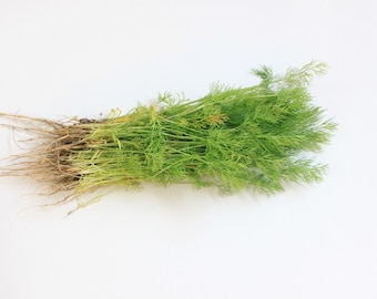 Heirloom Bouquet Dill - 350 seeds, 1/2 gram - Buy 2 Get 1 Order Free - B34