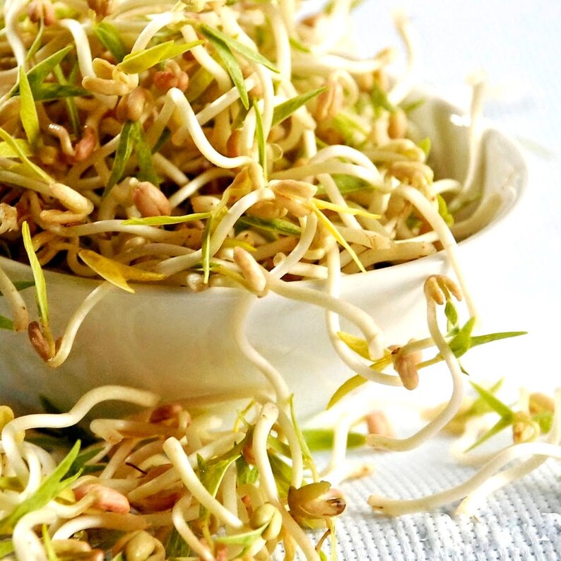 Mung Bean Seeds For Sprouting