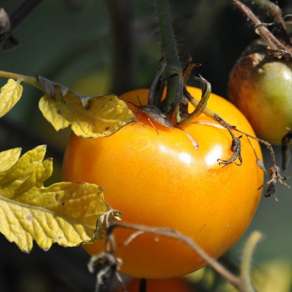 Sunray Tomato Seeds - Solanum lycopersicum - B219