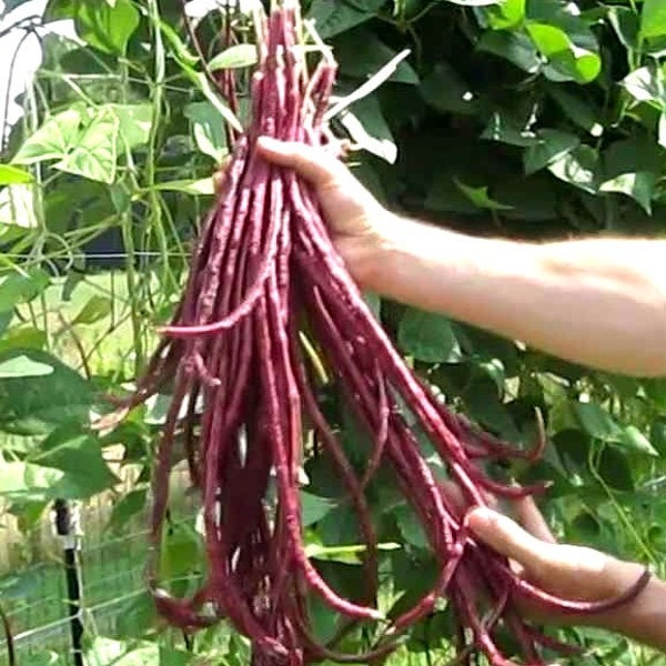 Red Yardlong Bean Seeds - Vigna unguiculata var. sesquipedalis - B66