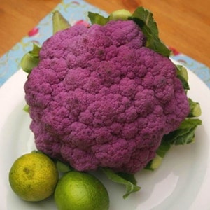 Heirloom Purple Sprouting Broccoli Seeds - Brassica oleracea var. italica - B245