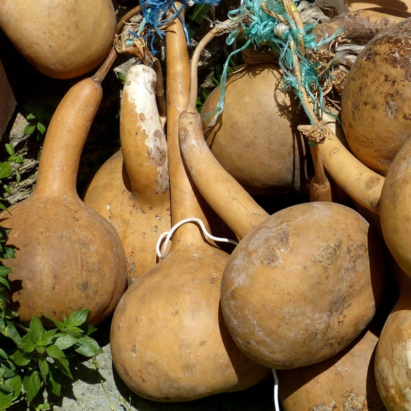 Gourd Combo - Bushel, Dipper, Luffa, & Birdhouse - 10 Seeds of Each - B39.40.47.110