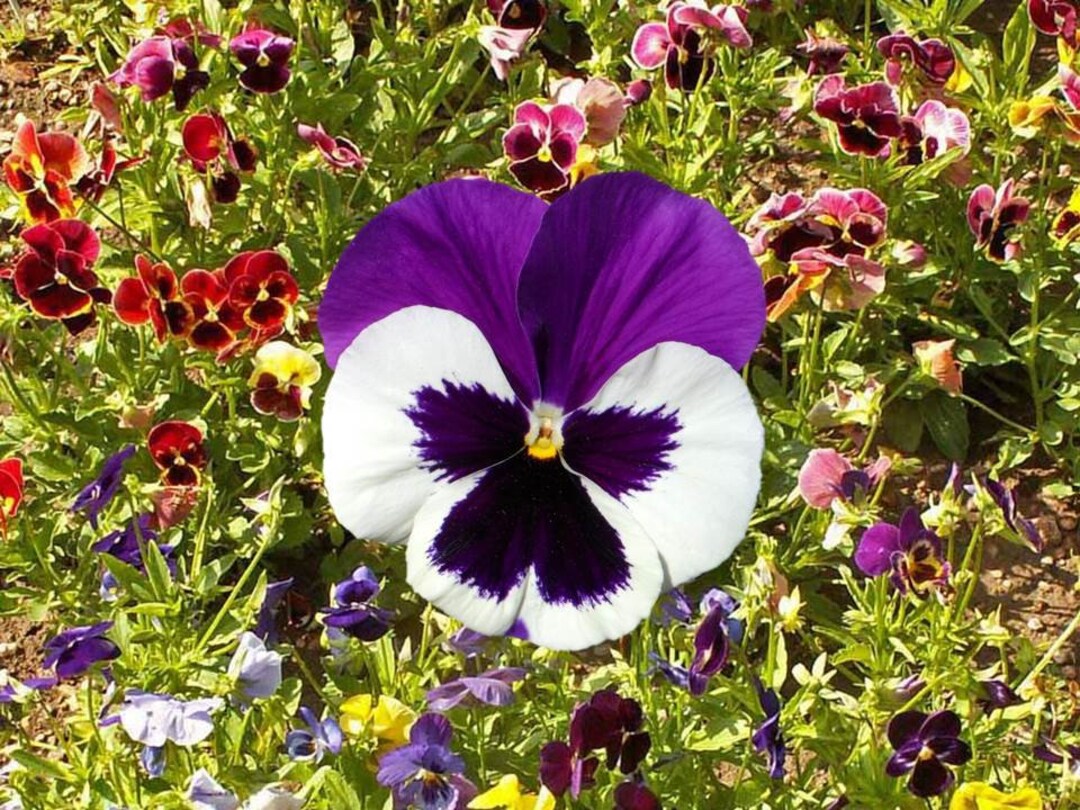 Are Pansies Toxic To Dogs