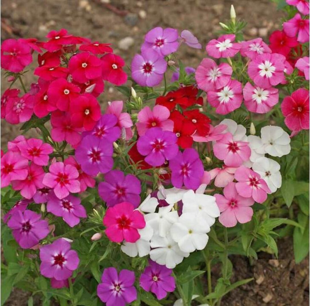 Phlox Annual Mix Seeds Phlox Drummondii B209 Etsy