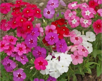 Phlox Annual Mix Seeds - Phlox drummondii - B209