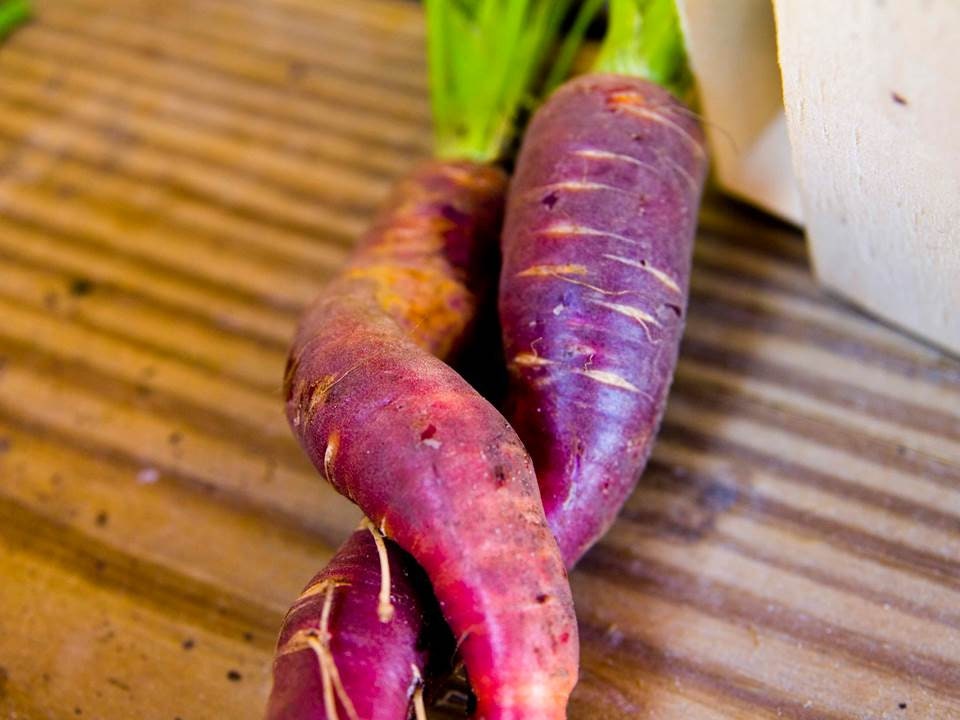 250 Purple Carrot Seeds COSMIC PURPLE Heirloom Organic Vegetable-Crispy-Rare 250 Purple Carrot Seeds COSMIC PURPLE Heirloom Organic Vegetable-Crispy-Rare