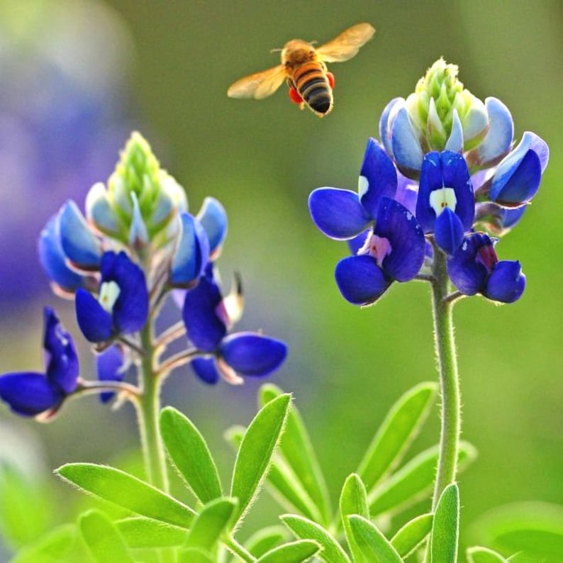 Texas Bluebonnet Photography Big Bend - conloshuevososbrelamesa