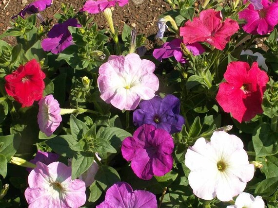 Mezcla de semillas de flores de Petunia enana Petunia nana - Etsy España Mezcla de semillas de flores de Petunia enana Petunia nana - Etsy España