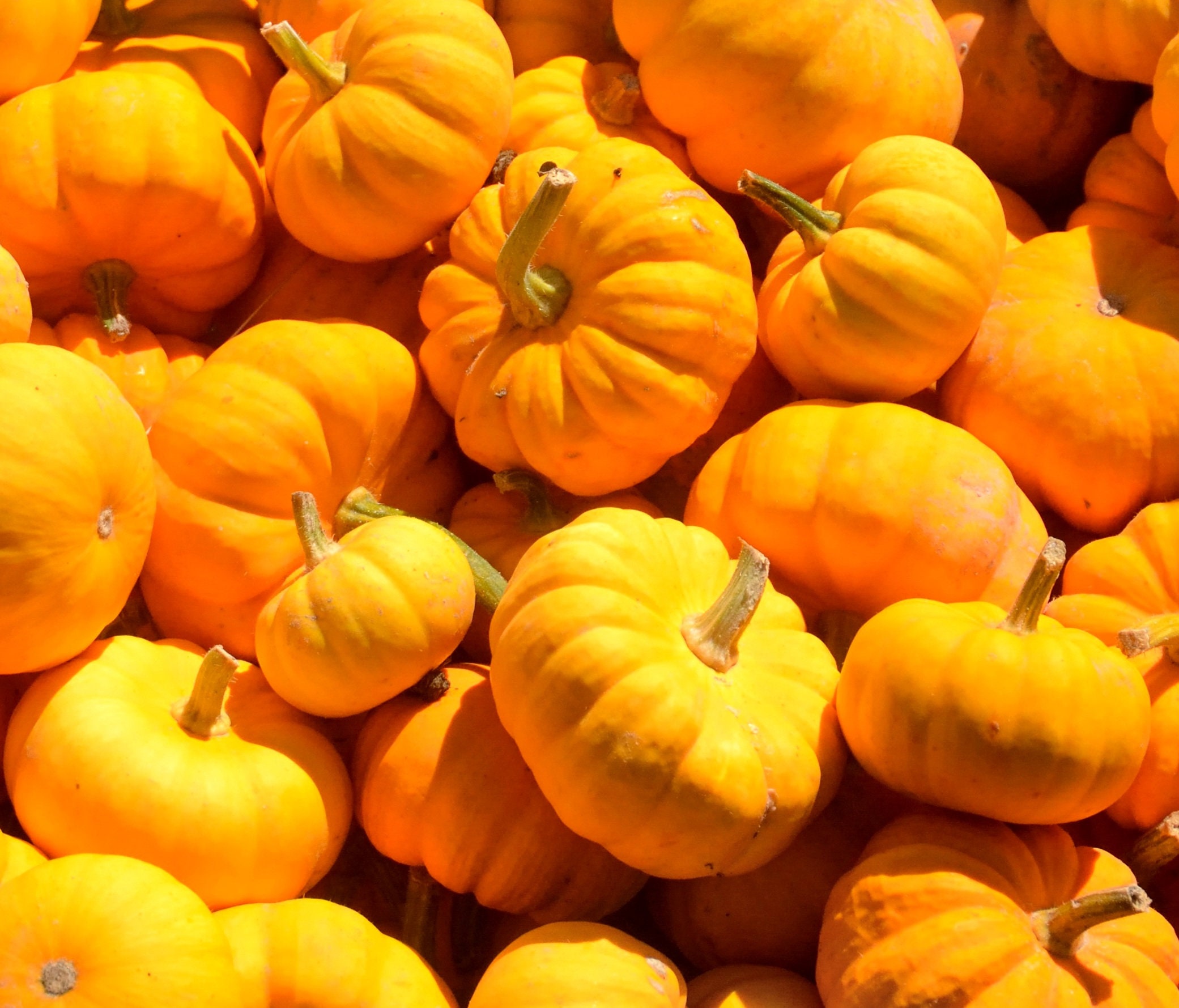 Jack Be Little Pumpkin Choose Packet Size Miniature Unique Heirloom #…
