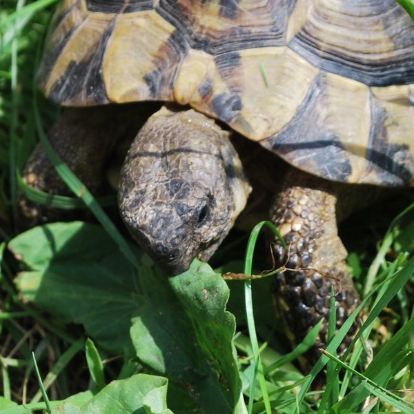 Russian Tortoise Forage Seed Mix - Testudo horsfieldii - B281