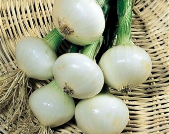 Heirloom Crystal White Wax Onion Seeds - Allium cepa - B233