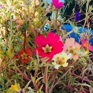 Moss-Rose Purslane Seeds - Portulaca grandiflora - B79