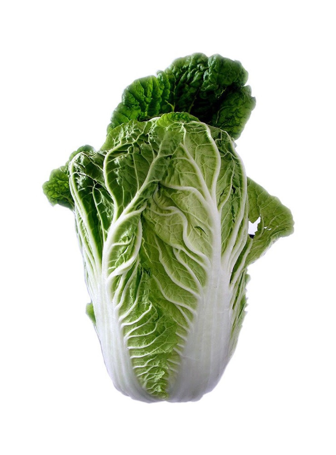 Heirloom Chinese Michihili Cabbage 315 Seeds, 1 Gram Buy 2 Get 1 Order