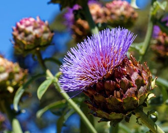 Heirloom Purple Romagna Artichoke Seeds - Cynara scolymus - B7