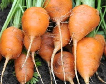 Heirloom Parisian Round Carrot Seeds - Daucus carota var. sativus - B33